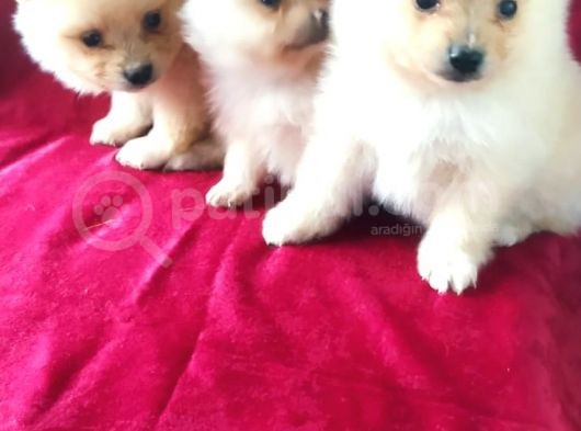 Spitz Pom Bebekler görsel