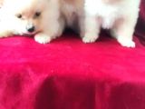 Spitz Pom Bebekler