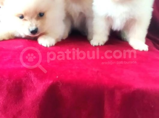 Spitz Pom Bebekler görsel