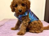 Orjinal Red Toy Poodle Yavrumuz