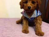Orjinal Red Toy Poodle Yavrumuz