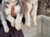 Mavi Göz Full Maske Husky Yavrularimiz