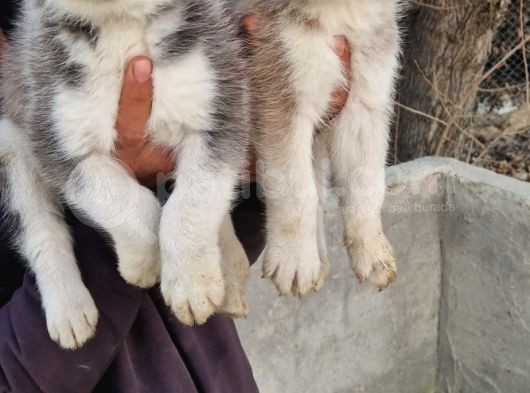 Mavi Göz Full Maske Husky Yavrularimiz görsel