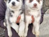 Mavi Göz Full Maske Husky Yavrularimiz