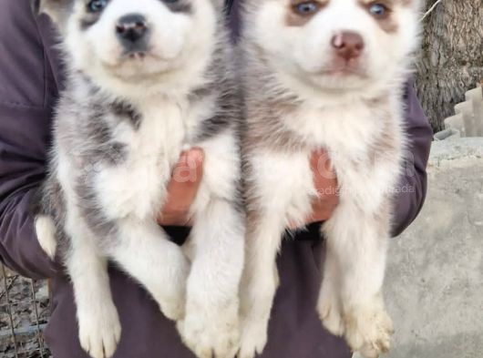 Mavi Göz Full Maske Husky Yavrularimiz görsel