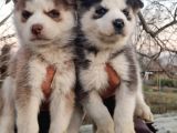 Mavi Göz Full Maske Husky Yavrularimiz