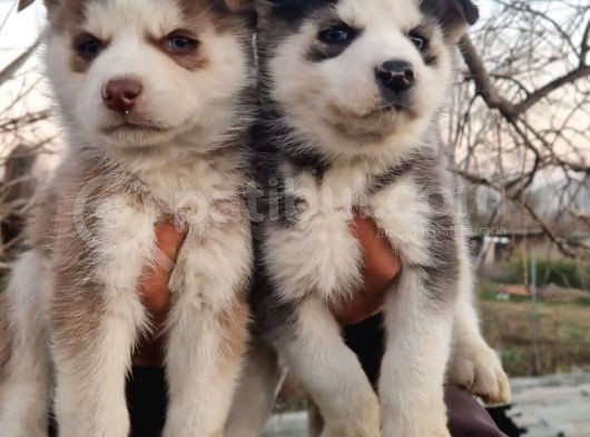 Mavi Göz Full Maske Husky Yavrularimiz görsel