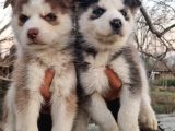 Mavi Göz Full Maske Husky Yavrularimiz