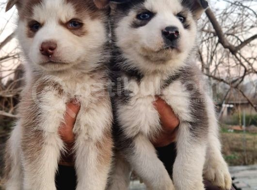 Mavi Göz Full Maske Husky Yavrularimiz görsel