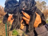 Dev Mastifler Siyah Cane Corso Bebekler