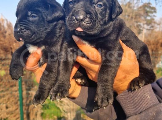 Dev Mastifler Siyah Cane Corso Bebekler görsel