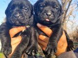 Dev Mastifler Siyah Cane Corso Bebekler