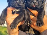 Dev Mastifler Siyah Cane Corso Bebekler