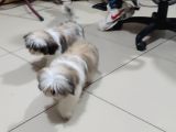 Shih Tzu Yavrular Çokk Uygun
