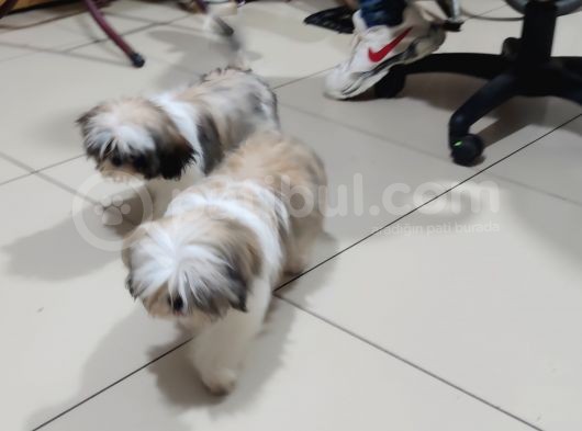 Shih Tzu Yavrular Çokk Uygun görsel