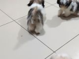 Shih Tzu Yavrular Çokk Uygun