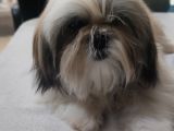 Shih Tzu Yavrular Çokk Uygun