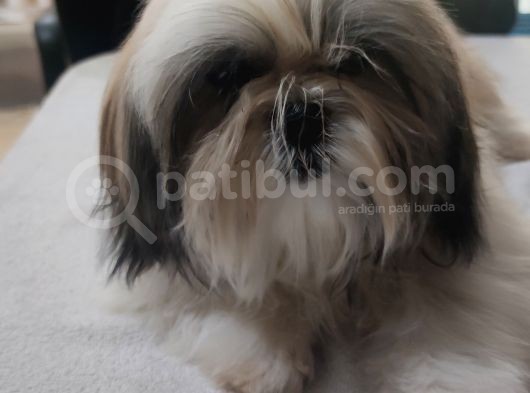 Shih Tzu Yavrular Çokk Uygun görsel