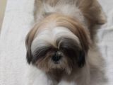 Shih Tzu Yavrular Çokk Uygun