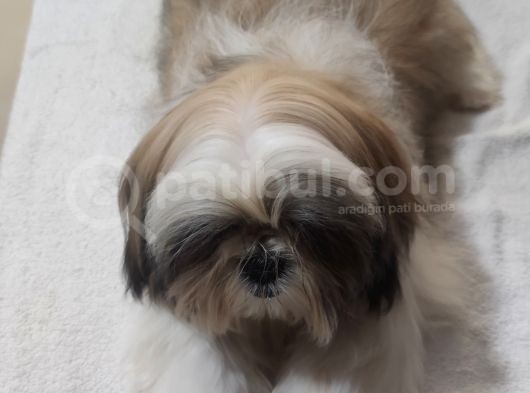 Shih Tzu Yavrular Çokk Uygun görsel