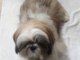 Shih Tzu yavrular çokk uygun