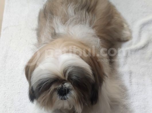 Shih Tzu Yavrular Çokk Uygun