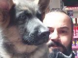 Alman Kurdu Yavruları