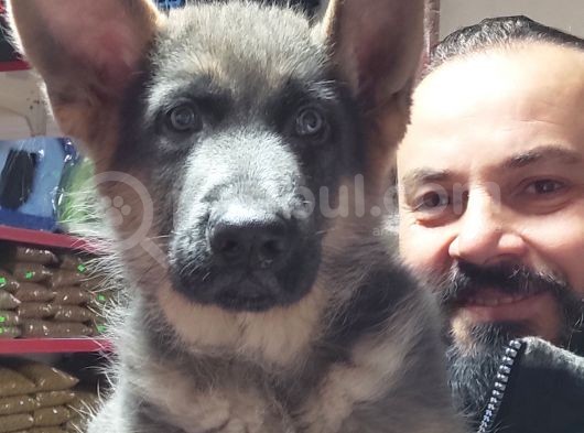 Alman Kurdu Yavruları görsel