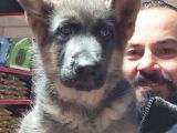 Alman Kurdu Yavruları
