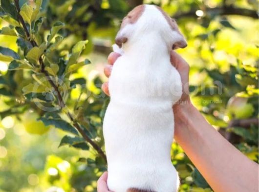 Kısa Bacak Jack Russell Yyavruları görsel