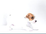 Kısa Bacak Jack Russell yYavruları