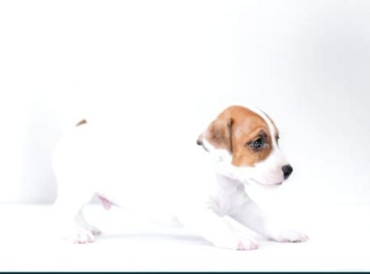 Kısa Bacak Jack Russell Yyavruları