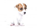 Kısa Bacak Jack Russell Yyavruları