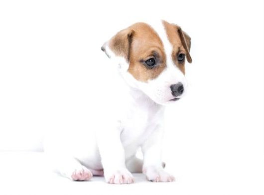 Kısa Bacak Jack Russell Yyavruları görsel