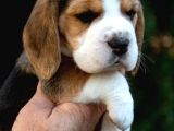Elizabeth Beagle Yavruları