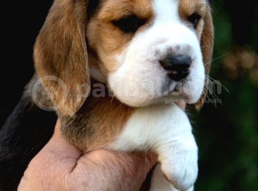 Elizabeth Beagle Yavruları