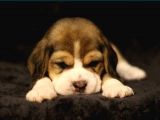 Elizabeth Beagle Yavruları