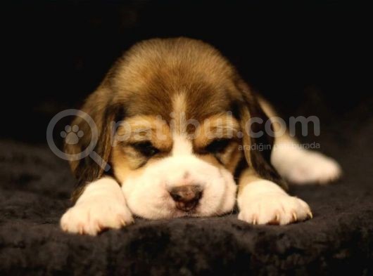 Elizabeth Beagle Yavruları görsel