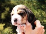Elizabeth Beagle Yavruları