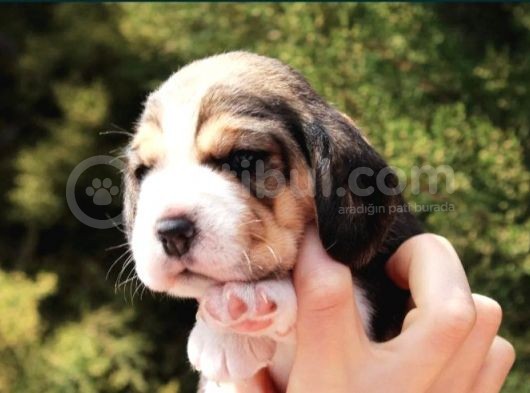 Elizabeth Beagle Yavruları görsel