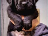 Kaliteli Labrador Retrierver Bebekler