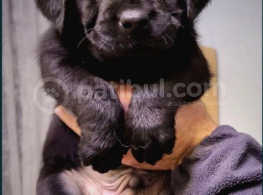 Kaliteli Labrador Retrierver Bebekler görsel