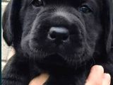 Kaliteli Labrador Retrierver Bebekler
