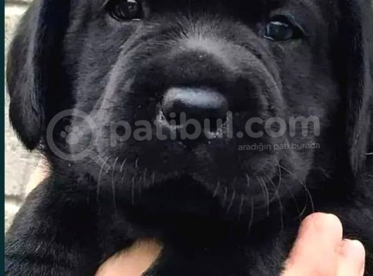 Kaliteli Labrador Retrierver Bebekler görsel