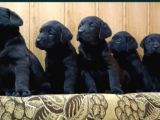 Kaliteli Labrador Retrierver Bebekler