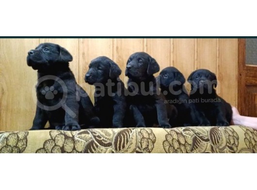 Kaliteli Labrador Retrierver Bebekler görsel