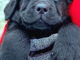 Kaliteli Labrador Retrierver Bebekler