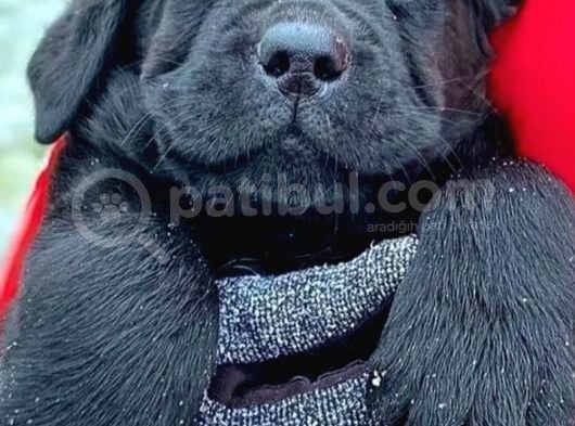 Kaliteli Labrador Retrierver Bebekler