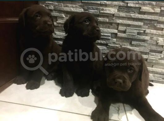 Harika Safkan Labrador Yavruları görsel