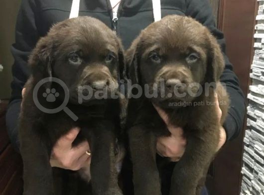 Harika Safkan Labrador Yavruları